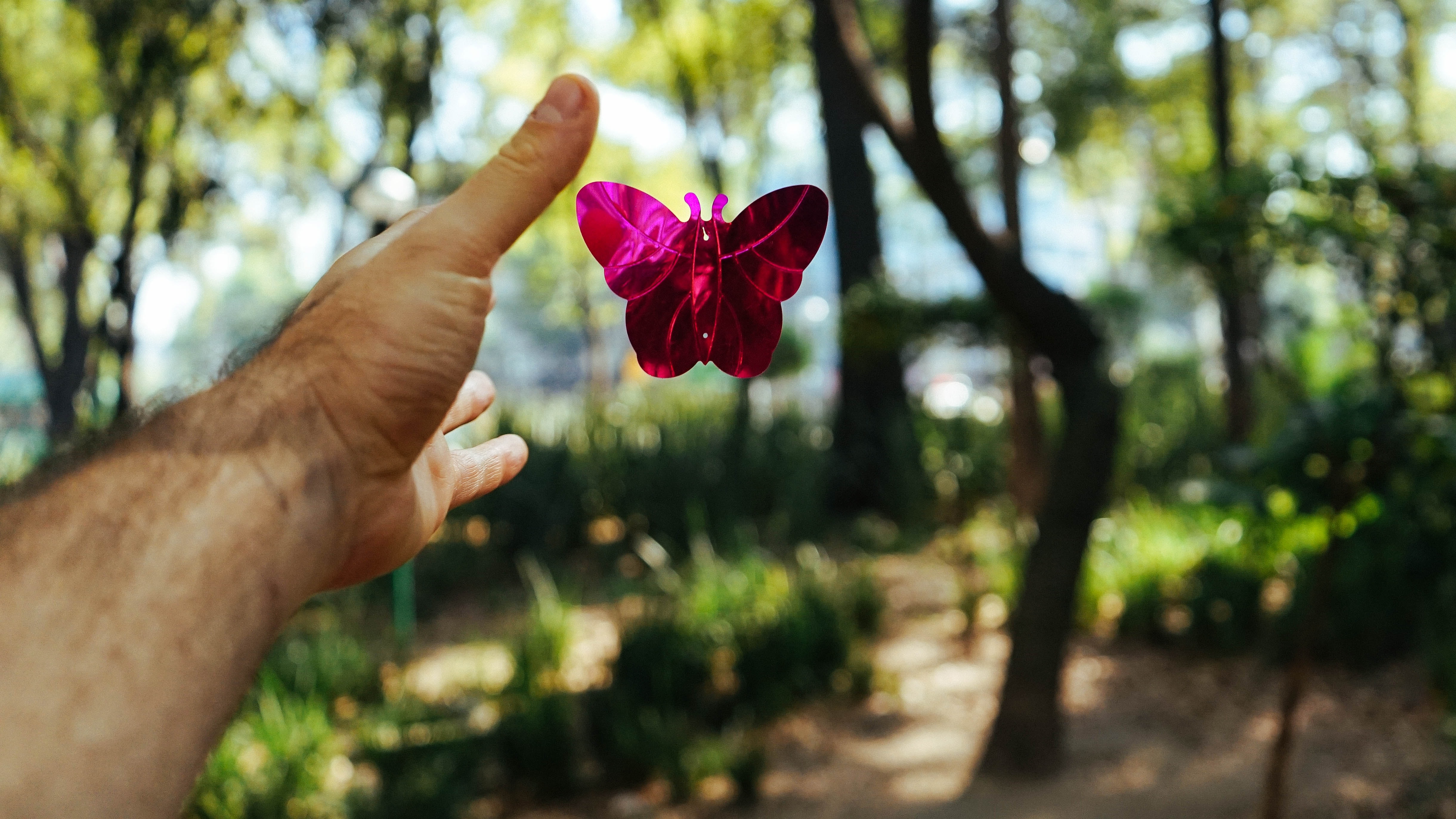 butterfly release